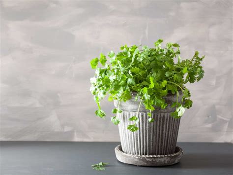 Growing Herbs Indoors - Best Herbs for an Indoor Herb Garden