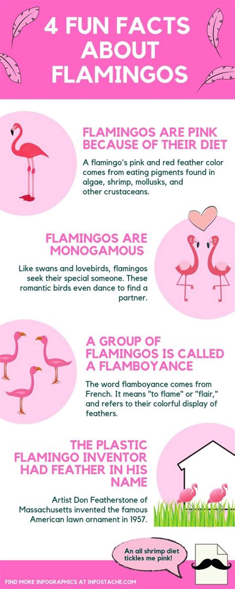 4 Fun Facts About Flamingos [Infographic] - Infostache