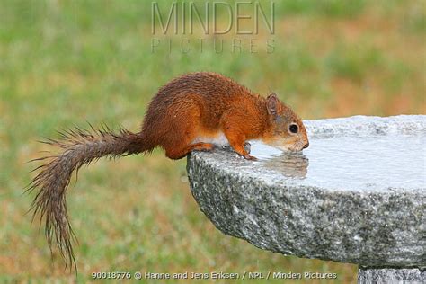 Eurasian Red Squirrel stock photo - Minden Pictures