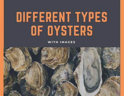 10 Different Types Of Oysters With Images