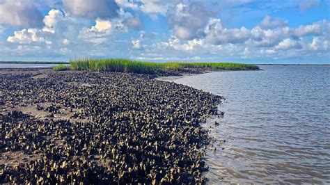 Atlantic and Gulf Coast Oyster Reefs Are at Historic Lows but Can ...