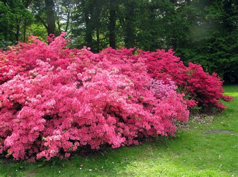 Pink rhododendron bush | National Botanic Garden in Meise, B… | Flickr