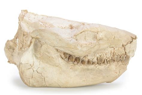 4.9" Fossil Oreodont (Merycoidodon) Skull - South Dakota (#249244) For ...