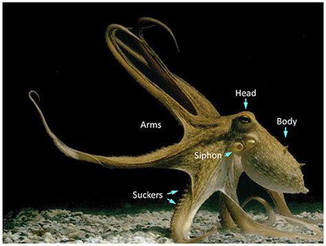 molestia Geometria Socio octopus body parts name fare i compiti ...