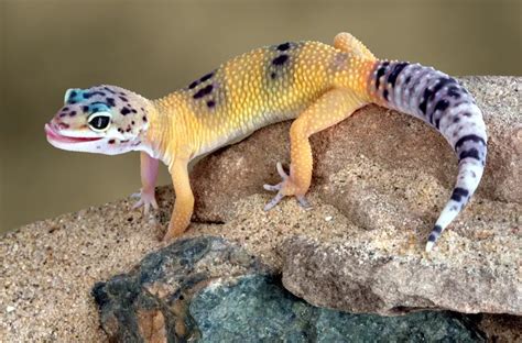 Can Leopard Geckos Swim? [Must Read] - All Our Creatures