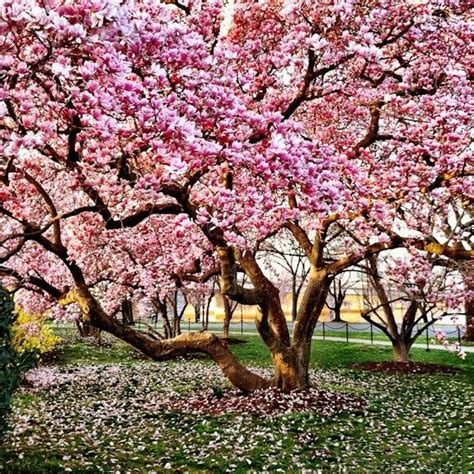 Magnolia Tree in Full Bloom | Flowering trees, Magnolia trees, Magnolia tree landscaping