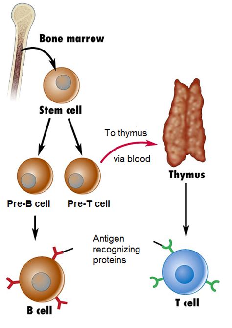 #59 The immune response - Lymphocytes | Biology Notes for A level