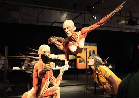 Body Worlds exhibit of plastinated corpses opens without controversy in ...