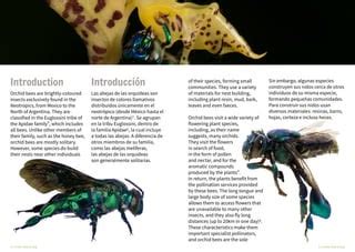 Abejas de las Orquídeas del Manu Learning Centre, Perú / Orchid Bees of the Manu Learning Centre ...