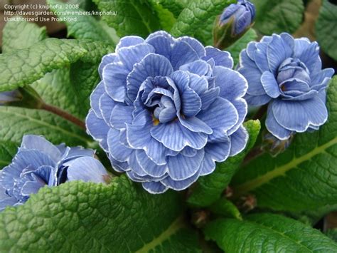 Primula 'Cobalt Blue' (Primula ) Blue is my favorite color | Flower arrangements, Blue flowers ...