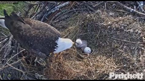 EAGLE WATCH: 2nd egg not expected to hatch - ABC11 Raleigh-Durham