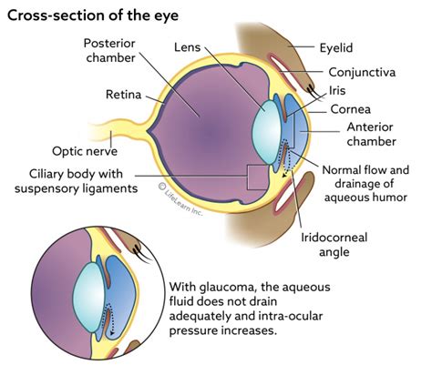 Glaucoma in Dogs | VCA Animal Hospital