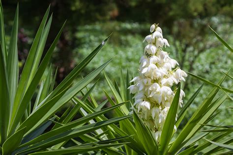 Izote Yucca Flower | Best Flower Site