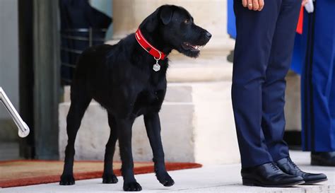 PHOTO: Nemo, Anjing Setia Milik Presiden Emmanuel Macron - Foto ...