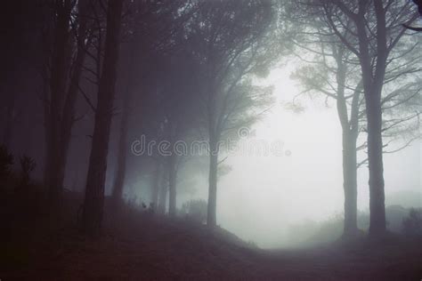 Fog, Mist, Forest, Atmosphere Picture. Image: 100197764