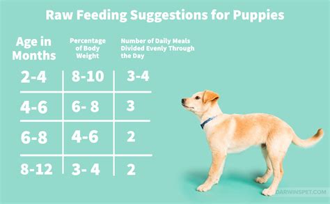 Nature's Domain Puppy Food Feeding Chart - ABIEWQS