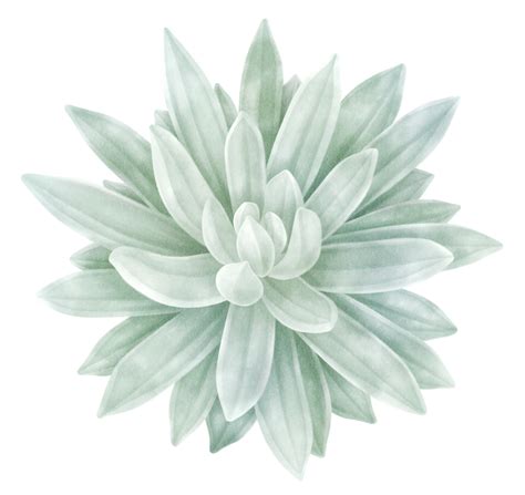 Succulent Png - Download Free Png Images