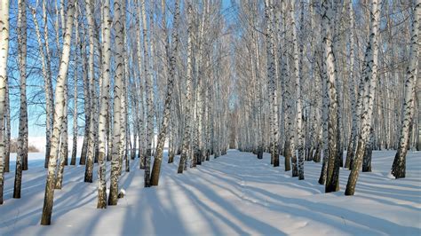 Thick snow, winter, birch trees wallpaper | nature and landscape ...