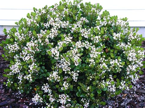 Georgia Petite Indian Hawthorn - Monrovia | Front Yard Garden | Pinterest | Gardens, Garden care ...