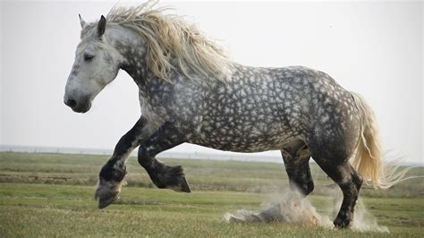 Percheron: the heavy draft horse combining elegance and power