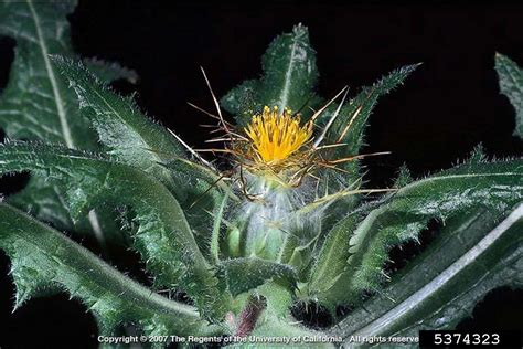 blessed thistle (Cnicus benedictus)