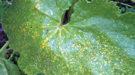 Rust: how to tackle rust fungi issues on ornamental plants | HortWeek