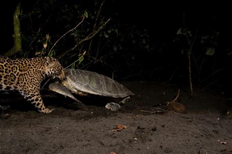 A Hungry Jaguar Eats a Dolphin! | Panthera