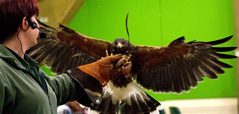 Britain’s Got Talons! Don't miss Paignton Zoo's bird show... - We Are South Devon