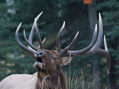 Bull Elk | Bull elk, Bull, Photo tour