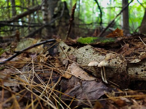 Psilocybe caerulipes in its natural habitat. : MagicMushroomHunters