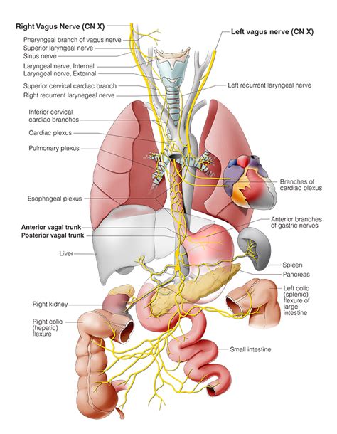 Pharyngeal Plexus Of Vagus Nerve