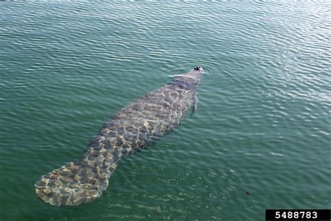 West Indian Manatee - Trichechus manatus | Wildlife Journal Junior