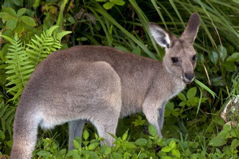 Kangaroo Eating Grass. stock photo. Image of bush, species - 22870350