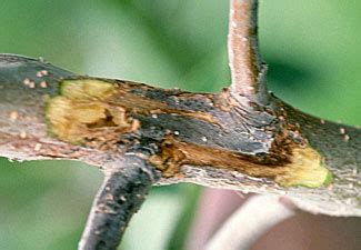 Crabapple tree diseases fire blight - solekiza