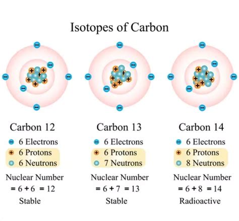 isotopes of carbon Diagram | Quizlet