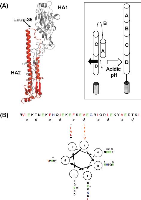 ( A ) Influenza virus HA fusion protein structure at pH 7.2 (left ...