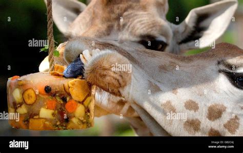 Giraffe eating fruit hi-res stock photography and images - Alamy