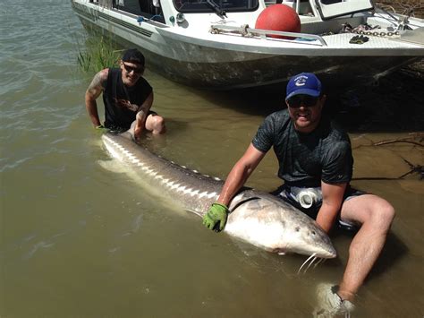 Sturgeon Fishing Report June 19, 2016 - Silversides Fishing Adventures