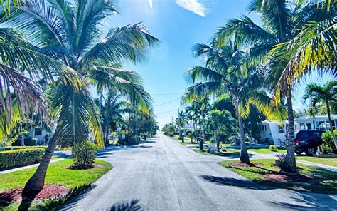 Are Palm Trees Native to Florida? - Tampa Tree