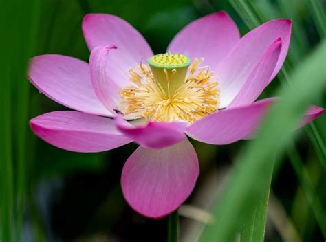 Lotus Flower and Season in Tokyo: Where To View Lotus Flowers