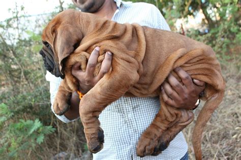 These Images Of A Korean Mastiff That Costs Rs 1 Crore Are Just Adorable | Pikspost