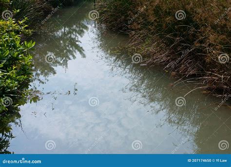 The Freshwater Marsh Environment at Wetland Park 23 Dec 2006 Stock Photo - Image of ...