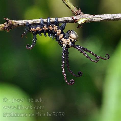 Pin on Lifeforms