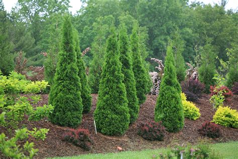 Arborvitae For Sale | Shrubs & Trees – Great Garden Plants