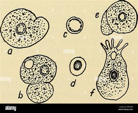 Amoeboid Motion