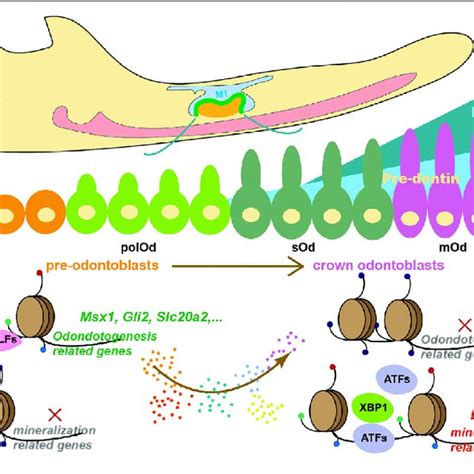 | A proposed working model describing how chromatin accessibility... | Download Scientific Diagram