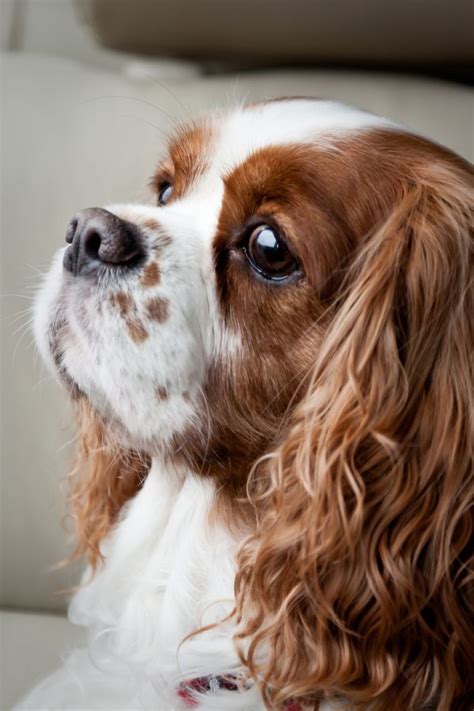 Cavalier King Charles makes me think of the movie Lady and the Tramp, the Disney … | Cavalier ...