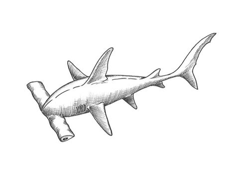 How To Draw A Hammerhead Shark Step By Step