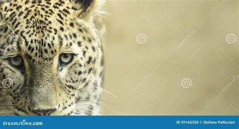 Leopard close up stock photo. Image of looking, black - 59165350