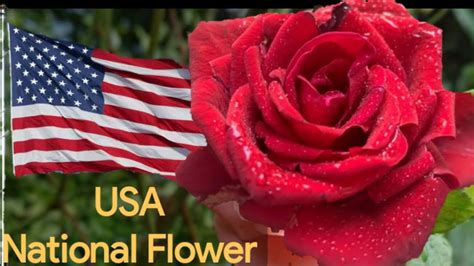 National Flower Of Usa Images | Best Flower Site